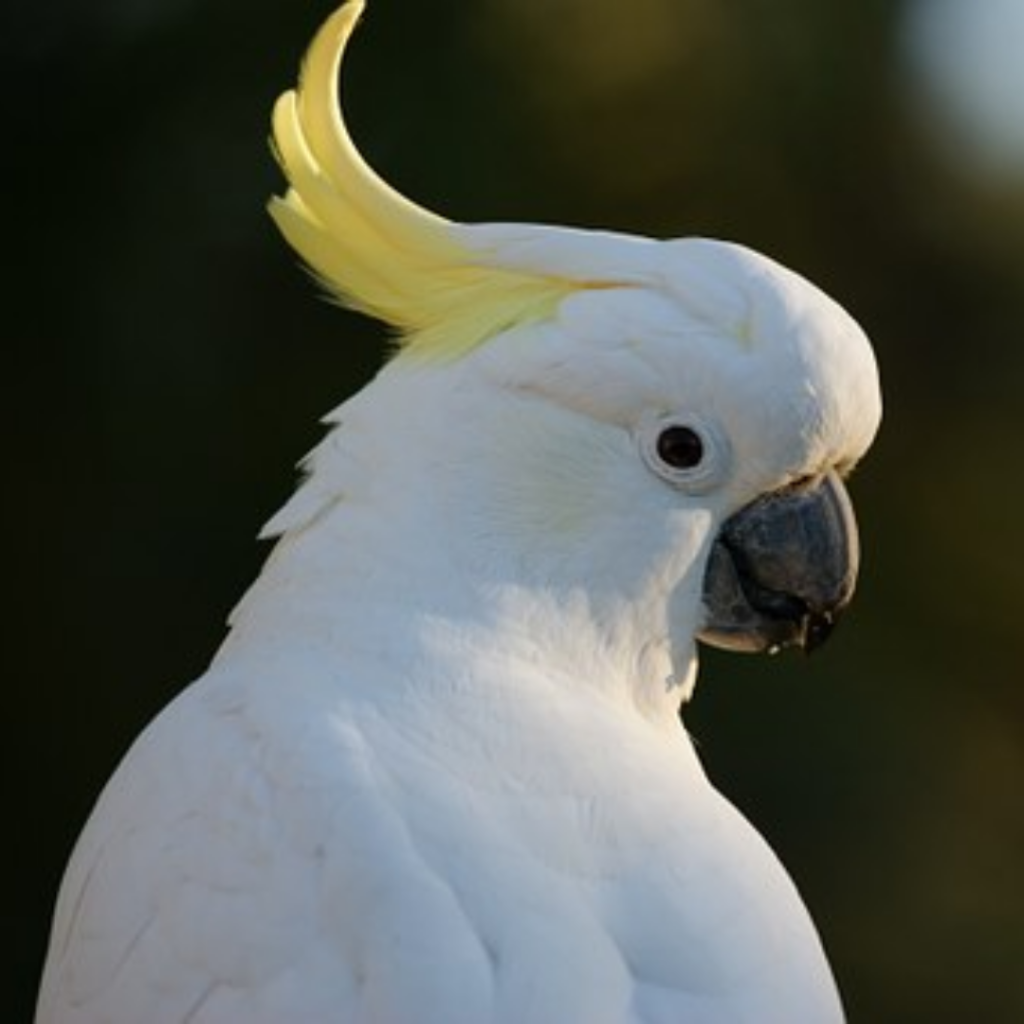 Budgies in mukerian