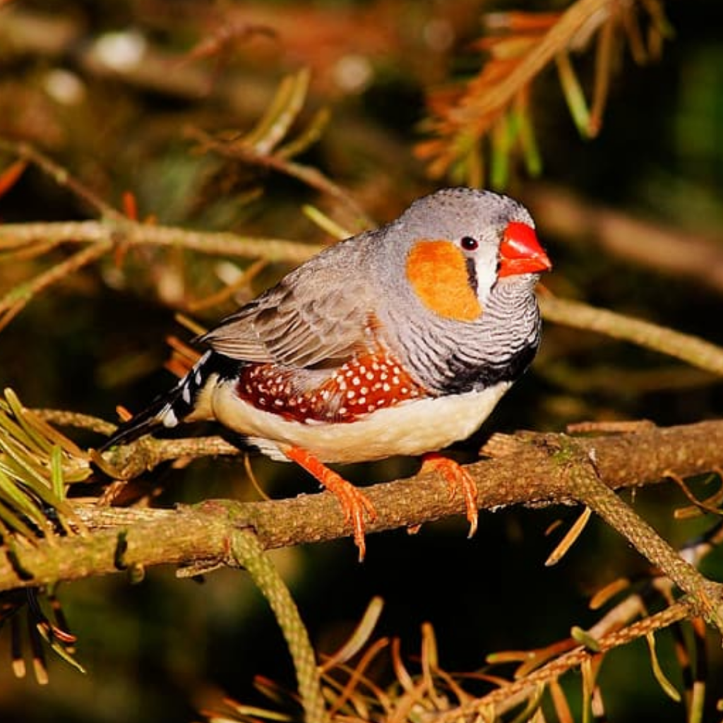 Zebra Finches