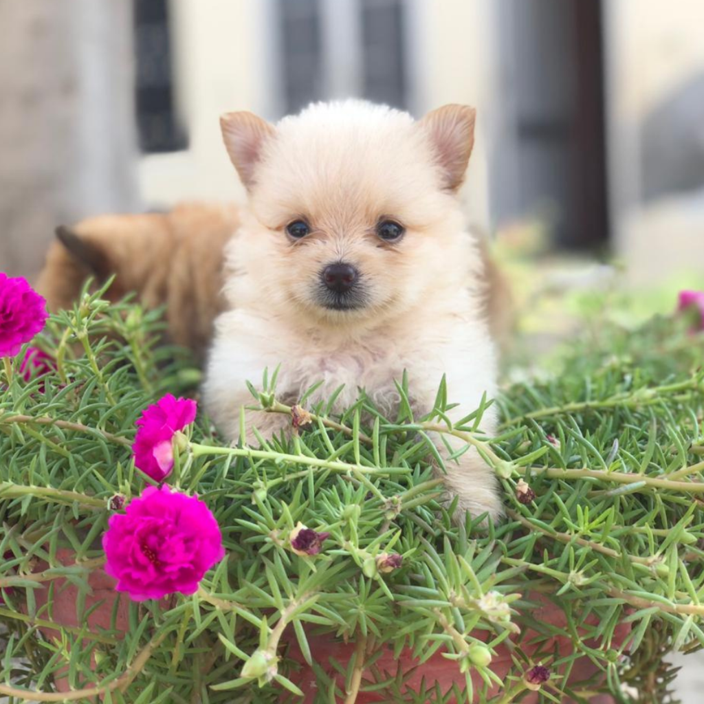 dog shop in jammu