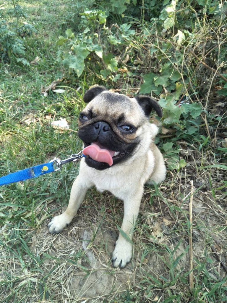 Pet shop in jammu